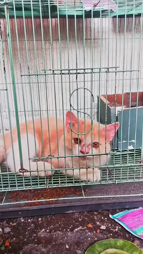 Orange cat animal Stock Footage 229747843