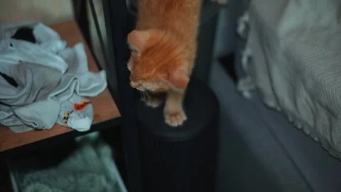 An orange cat approaches a cluttered table in a dimly lit room. The cat jumps Stock Footage 339024896