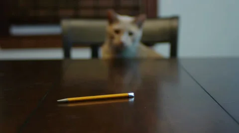 Orange Cat Attacks Pencil Video stock 32884861