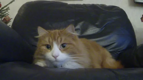 An orange cat attacks a toy next to the camera. Stock Footage 33764140