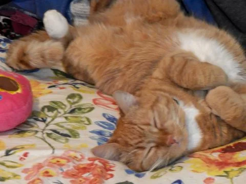 Orange cat on back Stock Photos