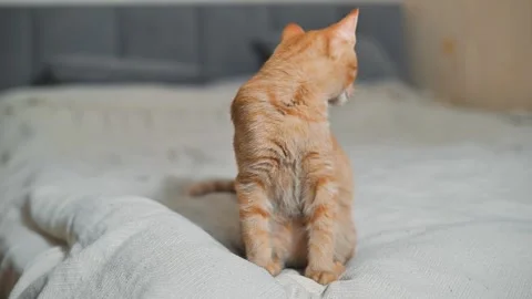 An orange cat on a bed, Stock Footage 345868489