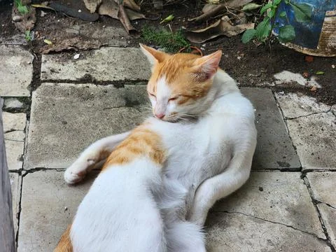 Orange cat behavior Stock Photos