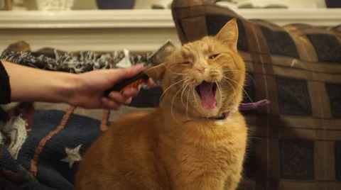 An orange cat being groomed. Stock Footage 44779901