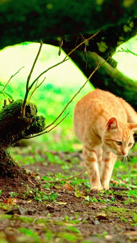 Orange cat beneath mossy tree roots Stock Footage 333499730