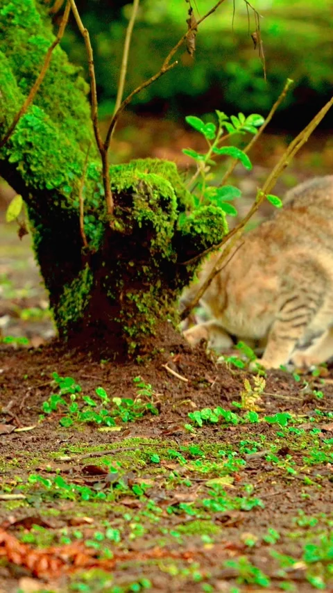 Orange cat beside mossy tree roots Stock Footage 333499829