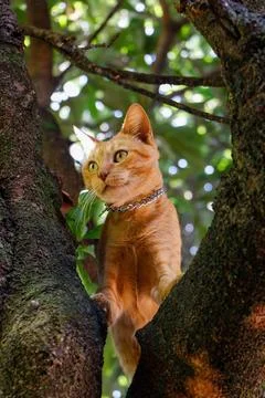Orange cat between tree branches Stock Photos