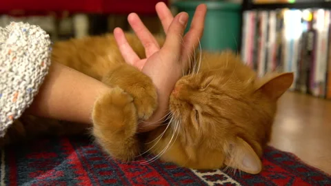 Orange cat is biting to her hand Stock-Footage 158465715