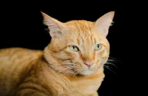 Orange Cat on Black Background Stock Photos