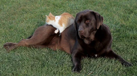 Orange cat with a brown labrador Stock Footage 36004117