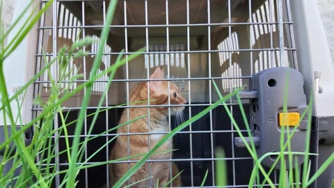 An orange cat in the cage. Stock Footage 317680518