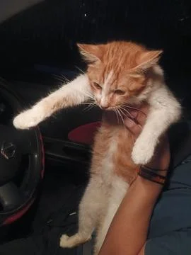 Orange cat in the car Stock Photos