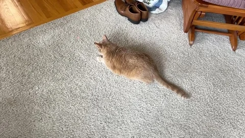 Orange cat chases laser Video stock 329453089