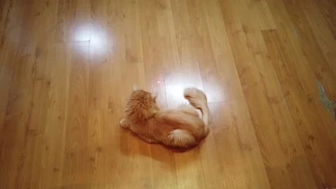 Orange cat chasing red dot laser pointer Stock Footage 150851526