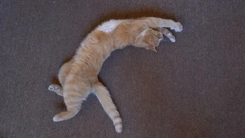 Orange cat chill on the flor Stock Footage 111295597