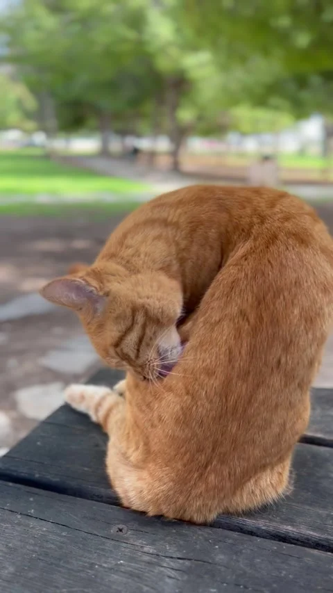 Orange cat cleaning herself on a bench Stock Footage 337155918