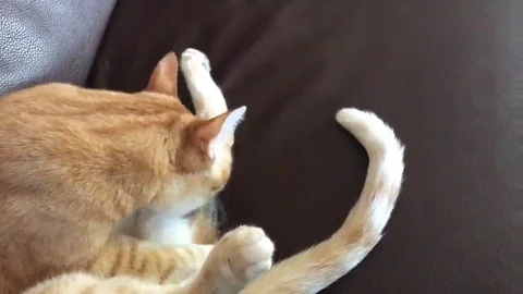 Orange cat cleans itself Stock Footage 69105859