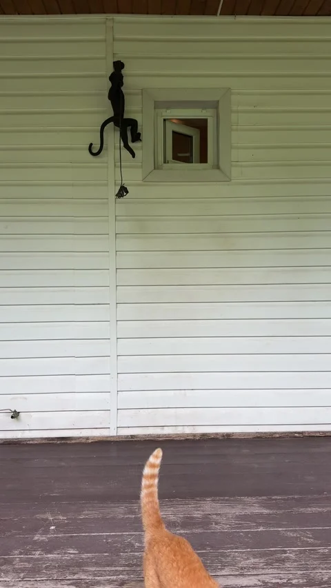 Orange Cat Climbing Through a Small Window on a Rustic Cottage Porch Stock Footage 340424375