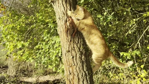 Orange Cat climbing from a tree (Meme) Stock Footage 255018605