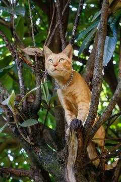 Orange cat climbing a tree Stock Photos