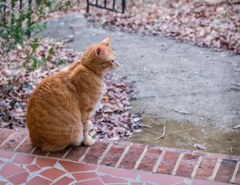 Orange Cat Contemplating Life Stock Photos