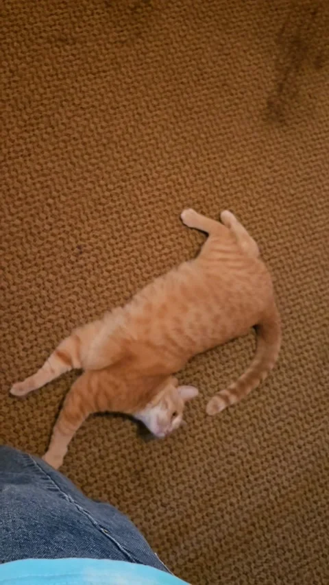 Orange Cat Crawls Sideways in Circles, Ohio, USA - 09 Jun 2025 Vídeos de archivo 311068572