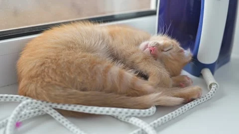 An orange cat is curled up and sleeping on a windowsill. Stock Footage 344451116