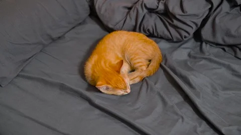 An orange cat is curled up and sleeping on gray bedding. The cat changes 스톡 동영상 344527300