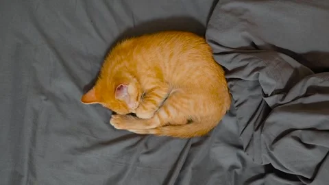 An orange cat is curled up and sleeping on a bedspread during the day. The cat 스톡 동영상 344527334