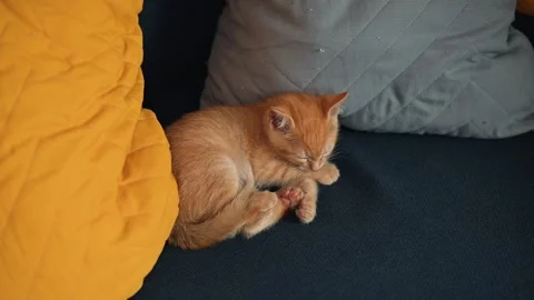 An orange cat is curled up on a couch, enjoying a nap amidst soft cushions. The Stock Footage 339024927
