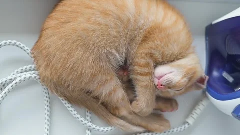 An orange cat curls up in a cozy position, napping next to various household Stock Footage 344451184
