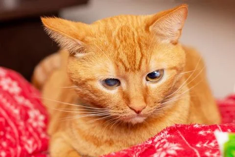 An orange cat is currently sleeping on a soft red blanket Stock Photos