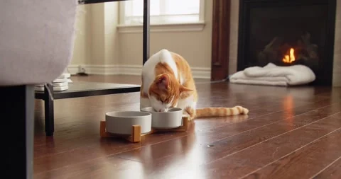Orange Cat Cute Eating Dinner in Cozy Home Living Room with Fireplace Stock Footage 295513501