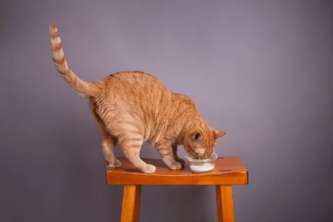 Orange cat drining milk Stock Photos