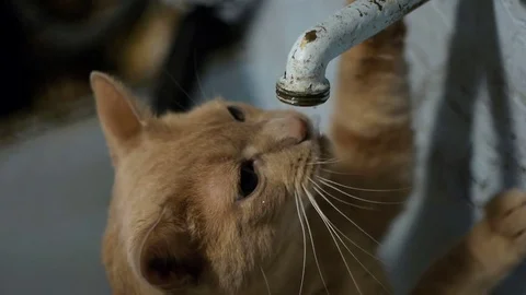 Orange Cat Drinks from Old Faucet Video stock 70372185