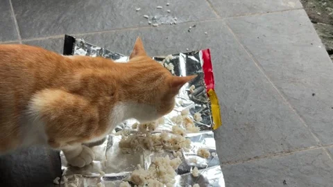 Orange cat is eating rice Stock Footage 312587570