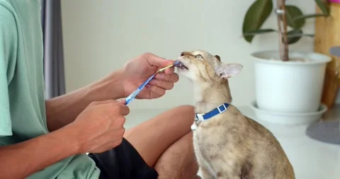 Orange cat eats liquid food licking the package from man hand at home.Close up. Stock Footage 252288673