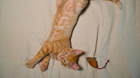 An orange cat engages with a small toy on a soft surface, showing playful Видео 344675182