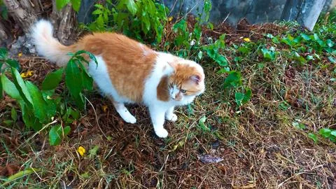 Orange cat exploring the garden Stock Photos