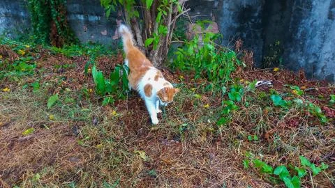 Orange Cat Exploring Nature Stock Photos