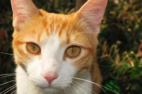 Orange Cat Face Close Up Stock Photos