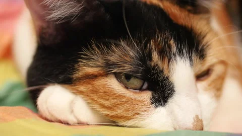 Orange Cat Falling asleep Stock Footage 136645396