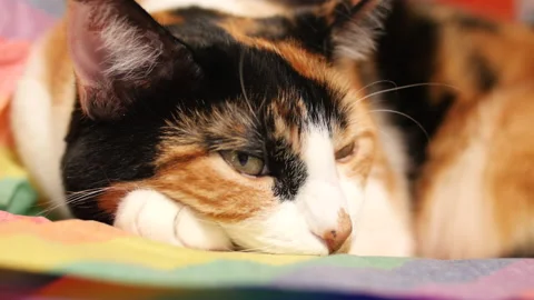 Orange Cat Falling asleep Stock Footage 136650876