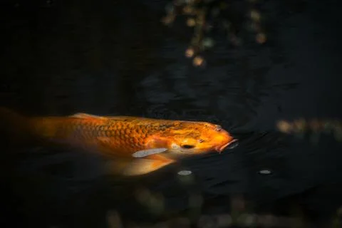 Orange Cat-Fish Stock Photos