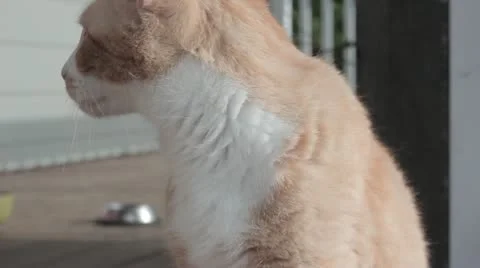 Orange Cat Video stock 11131339