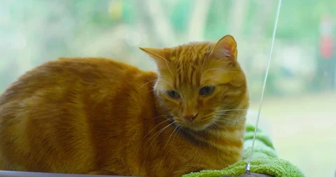 Orange Cat Video stock 93769124