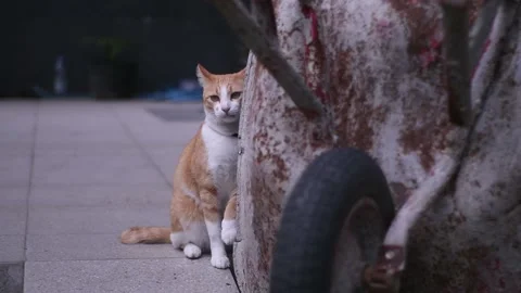 Orange Cat Video stock 167344400