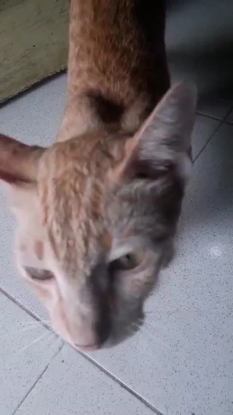 Orange cat Stock Footage 211945781