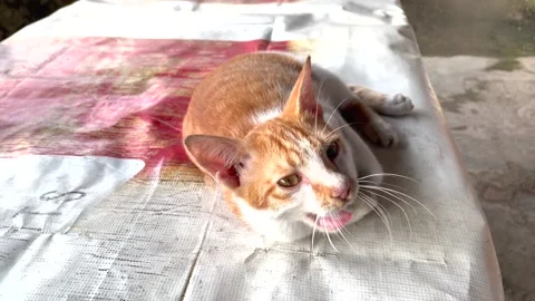 An orange cat. Video stock 220930887