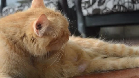 Orange cat Stock Footage 224255008